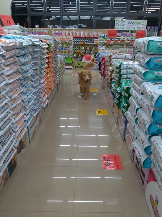 逛寵物店還「幫品檢」～阿金搖尾「巡視飼料區」每包聞透透...險逼媽吃土！