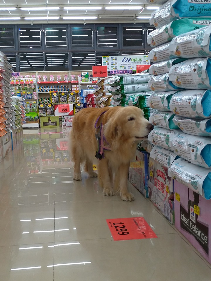 逛寵物店還「幫品檢」～阿金搖尾「巡視飼料區」每包聞透透...險逼媽吃土！