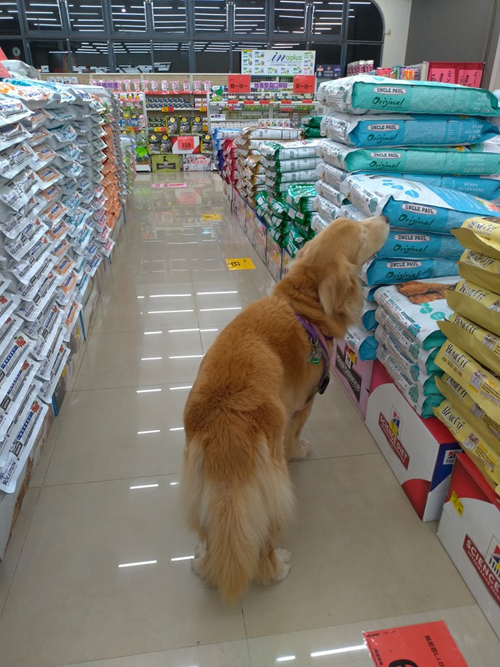 逛寵物店還「幫品檢」～阿金搖尾「巡視飼料區」每包聞透透...險逼媽吃土！