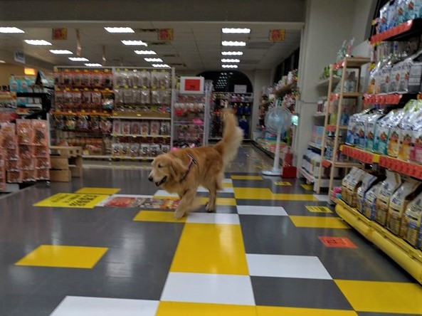 逛寵物店還「幫品檢」～阿金搖尾「巡視飼料區」每包聞透透...險逼媽吃土！