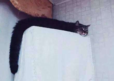 他「畫了一隻貓咪」被老師打0分！貓咪本尊現身老師認錯：給你100分