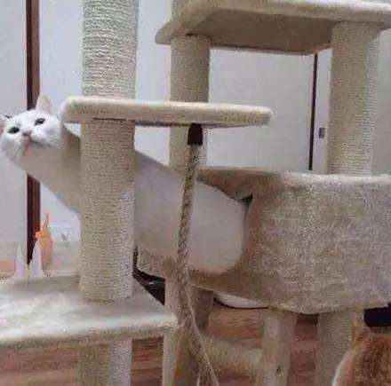 他「畫了一隻貓咪」被老師打0分！貓咪本尊現身老師認錯：給你100分