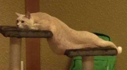 他「畫了一隻貓咪」被老師打0分！貓咪本尊現身老師認錯：給你100分