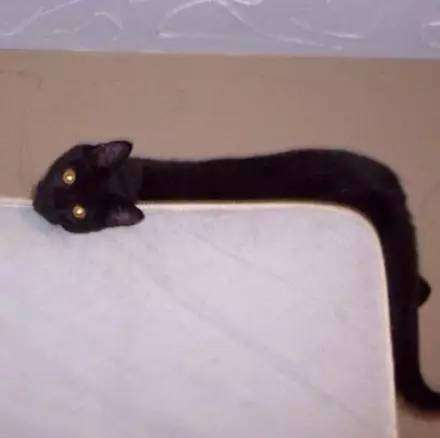 他「畫了一隻貓咪」被老師打0分！貓咪本尊現身老師認錯：給你100分