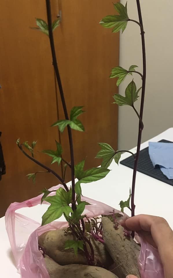 啊就沒買菜！老公照3餐喊「想吃地瓜葉」不斷碎唸　她7PUPU「突瞄到一袋地瓜」笑翻：很會噹我