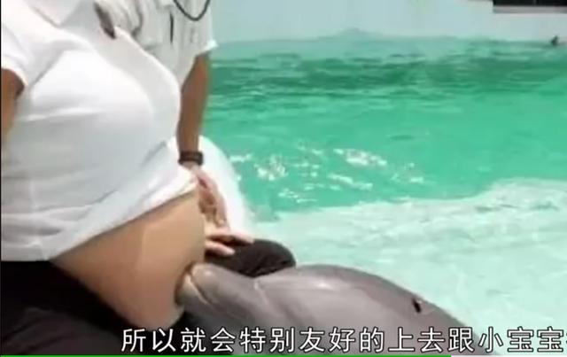 孕媽去海洋館遊玩！卻被海豚「蹭肚子」　準爸爸嚇壞攔下「醫生大笑不止」：恭喜你♥