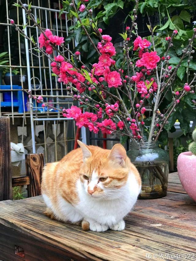 種花比滑手機有趣！夫妻將小菜園「改造成夢幻花圃」　撿回收化廢為寶「成人間仙境」：這老公哪裡找