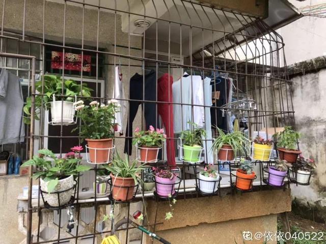 種花比滑手機有趣！夫妻將小菜園「改造成夢幻花圃」　撿回收化廢為寶「成人間仙境」：這老公哪裡找