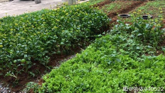 種花比滑手機有趣！夫妻將小菜園「改造成夢幻花圃」　撿回收化廢為寶「成人間仙境」：這老公哪裡找