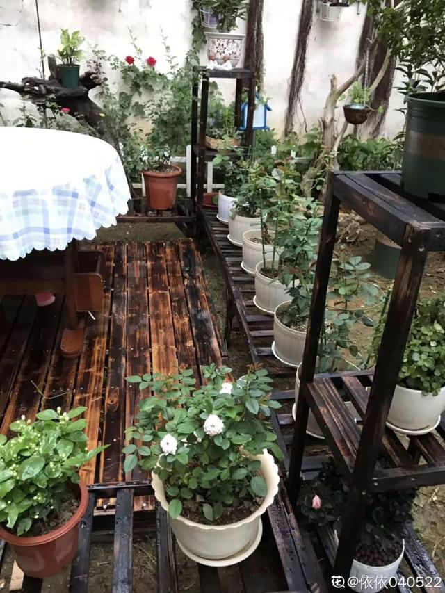 種花比滑手機有趣！夫妻將小菜園「改造成夢幻花圃」　撿回收化廢為寶「成人間仙境」：這老公哪裡找