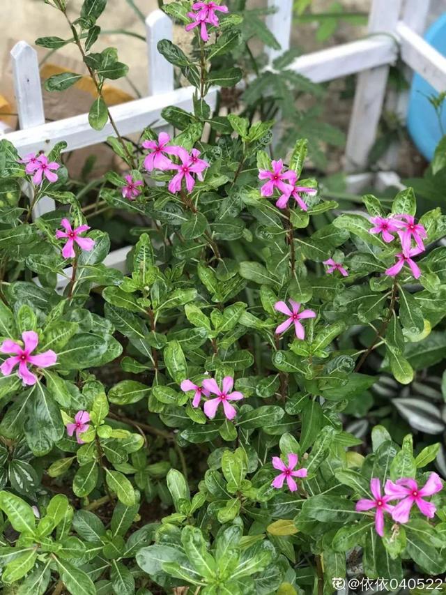 種花比滑手機有趣！夫妻將小菜園「改造成夢幻花圃」　撿回收化廢為寶「成人間仙境」：這老公哪裡找