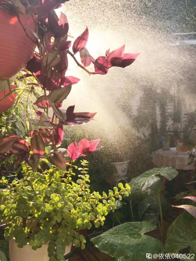種花比滑手機有趣！夫妻將小菜園「改造成夢幻花圃」　撿回收化廢為寶「成人間仙境」：這老公哪裡找