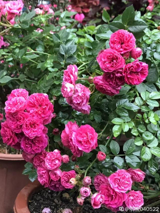 種花比滑手機有趣！夫妻將小菜園「改造成夢幻花圃」　撿回收化廢為寶「成人間仙境」：這老公哪裡找