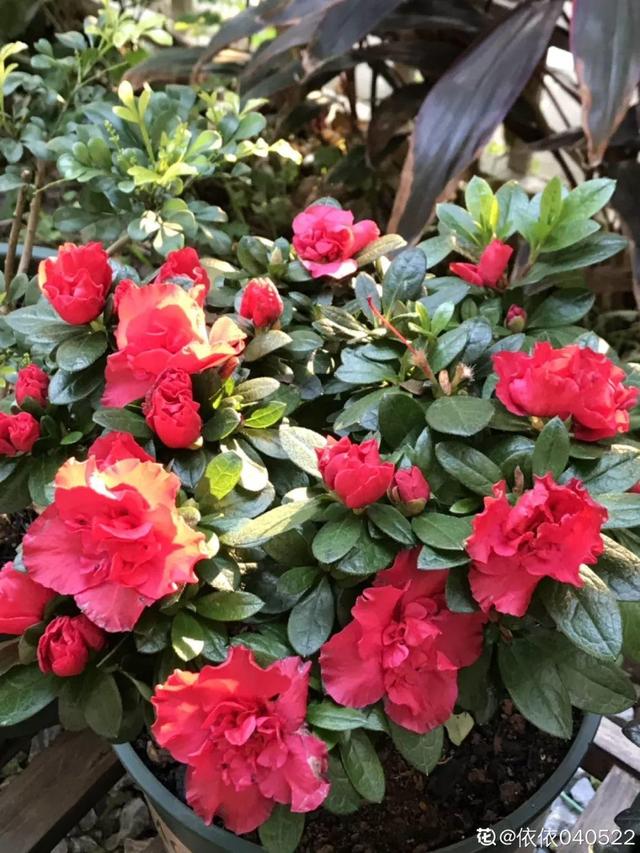 種花比滑手機有趣！夫妻將小菜園「改造成夢幻花圃」　撿回收化廢為寶「成人間仙境」：這老公哪裡找