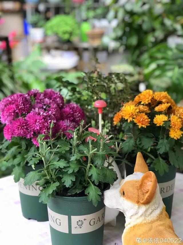 種花比滑手機有趣！夫妻將小菜園「改造成夢幻花圃」　撿回收化廢為寶「成人間仙境」：這老公哪裡找