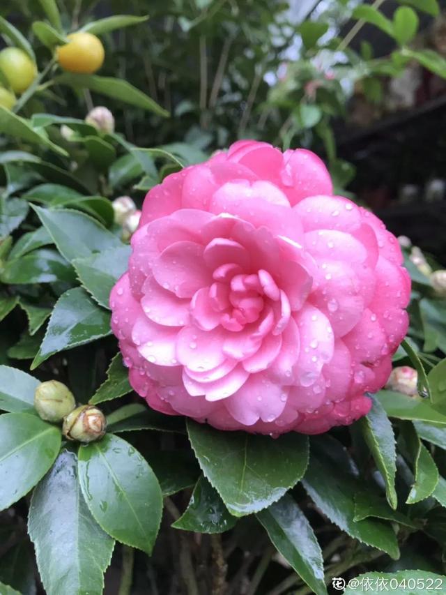 種花比滑手機有趣！夫妻將小菜園「改造成夢幻花圃」　撿回收化廢為寶「成人間仙境」：這老公哪裡找