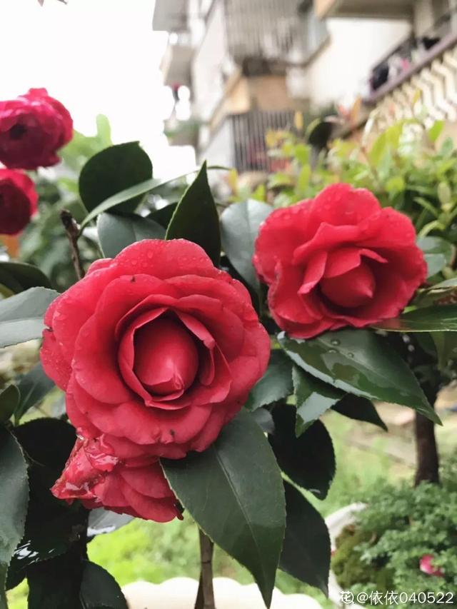種花比滑手機有趣！夫妻將小菜園「改造成夢幻花圃」　撿回收化廢為寶「成人間仙境」：這老公哪裡找