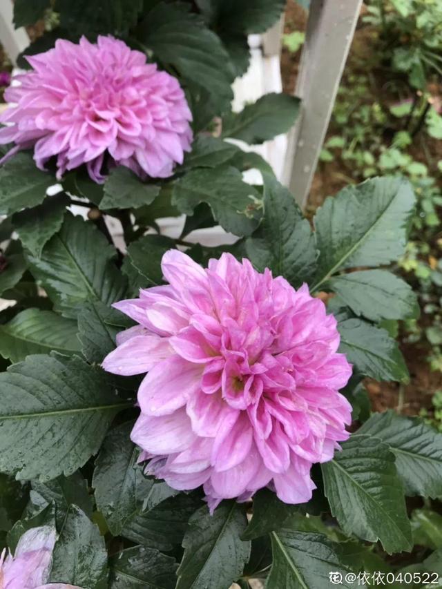 種花比滑手機有趣！夫妻將小菜園「改造成夢幻花圃」　撿回收化廢為寶「成人間仙境」：這老公哪裡找
