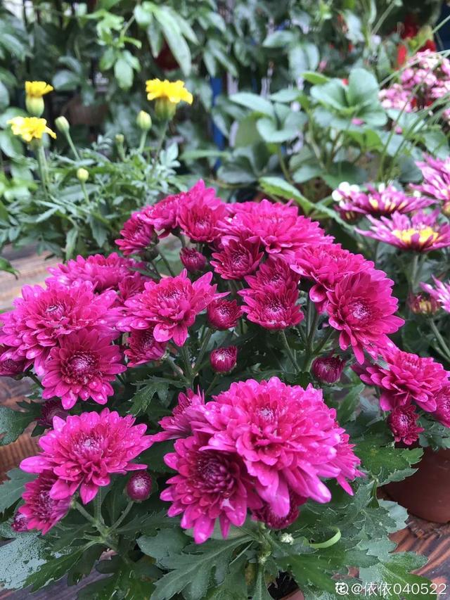 種花比滑手機有趣！夫妻將小菜園「改造成夢幻花圃」　撿回收化廢為寶「成人間仙境」：這老公哪裡找