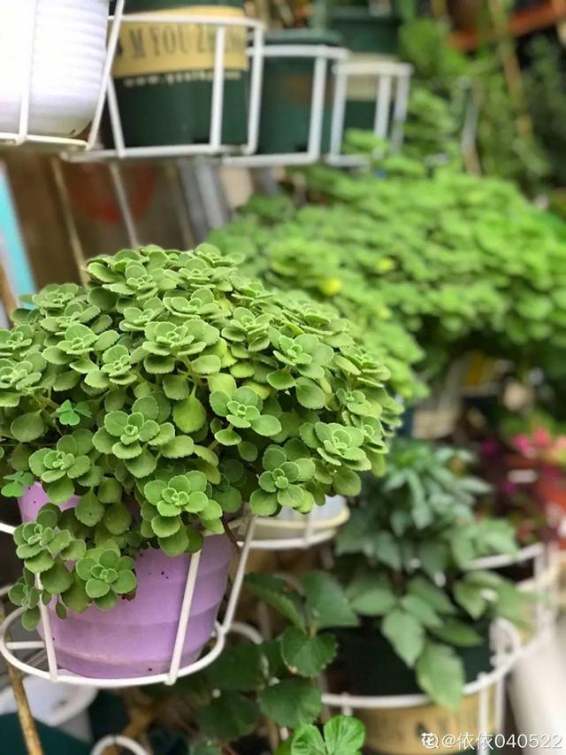 種花比滑手機有趣！夫妻將小菜園「改造成夢幻花圃」　撿回收化廢為寶「成人間仙境」：這老公哪裡找