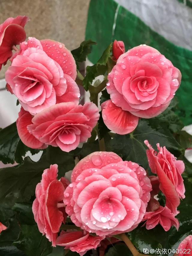 種花比滑手機有趣！夫妻將小菜園「改造成夢幻花圃」　撿回收化廢為寶「成人間仙境」：這老公哪裡找