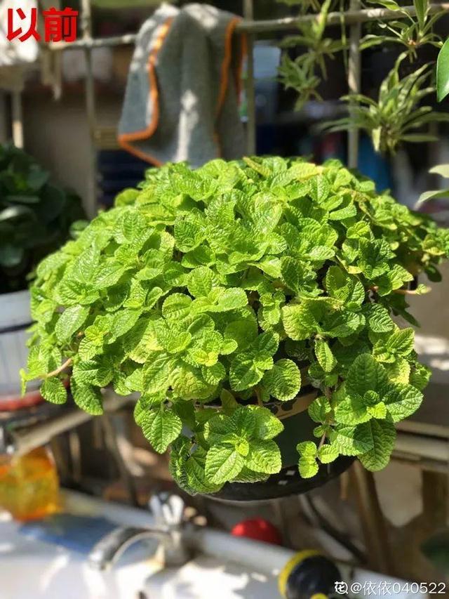 種花比滑手機有趣！夫妻將小菜園「改造成夢幻花圃」　撿回收化廢為寶「成人間仙境」：這老公哪裡找