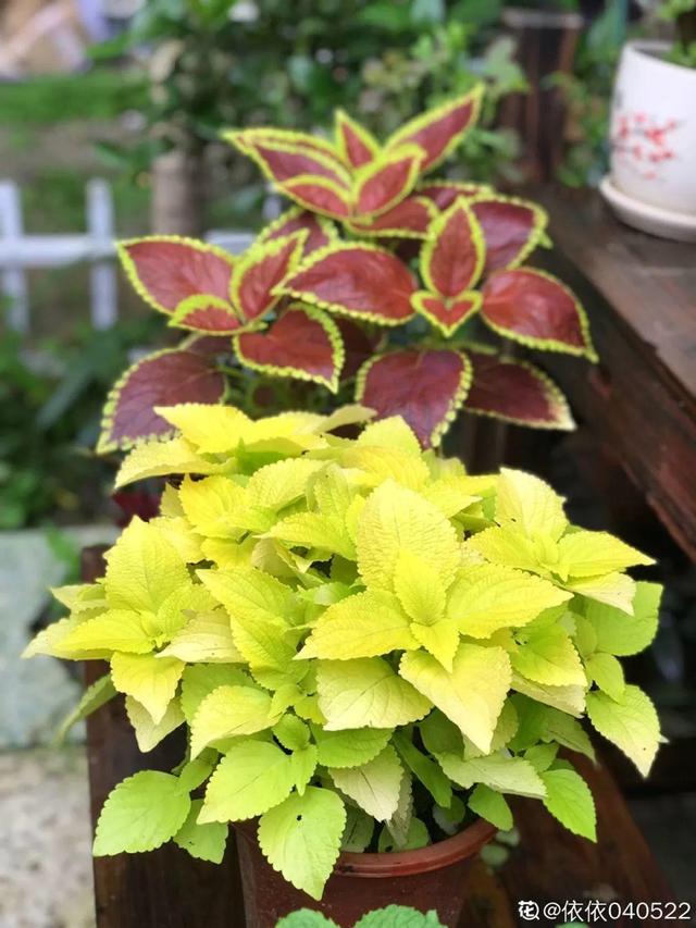 種花比滑手機有趣！夫妻將小菜園「改造成夢幻花圃」　撿回收化廢為寶「成人間仙境」：這老公哪裡找