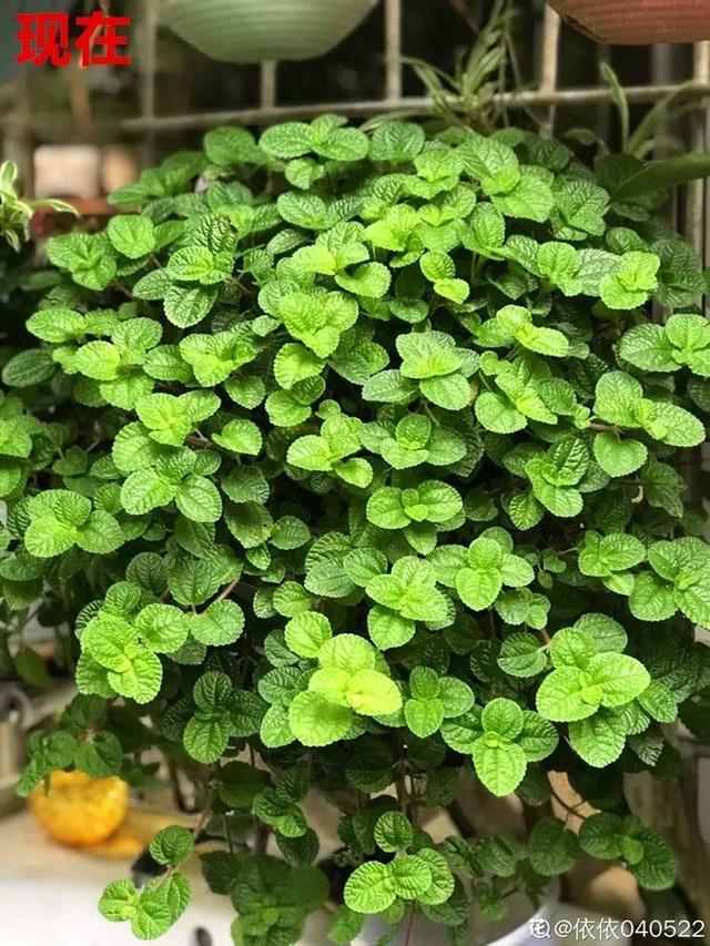 種花比滑手機有趣！夫妻將小菜園「改造成夢幻花圃」　撿回收化廢為寶「成人間仙境」：這老公哪裡找