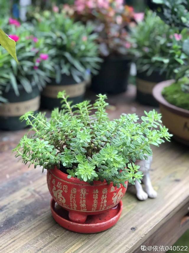 種花比滑手機有趣！夫妻將小菜園「改造成夢幻花圃」　撿回收化廢為寶「成人間仙境」：這老公哪裡找