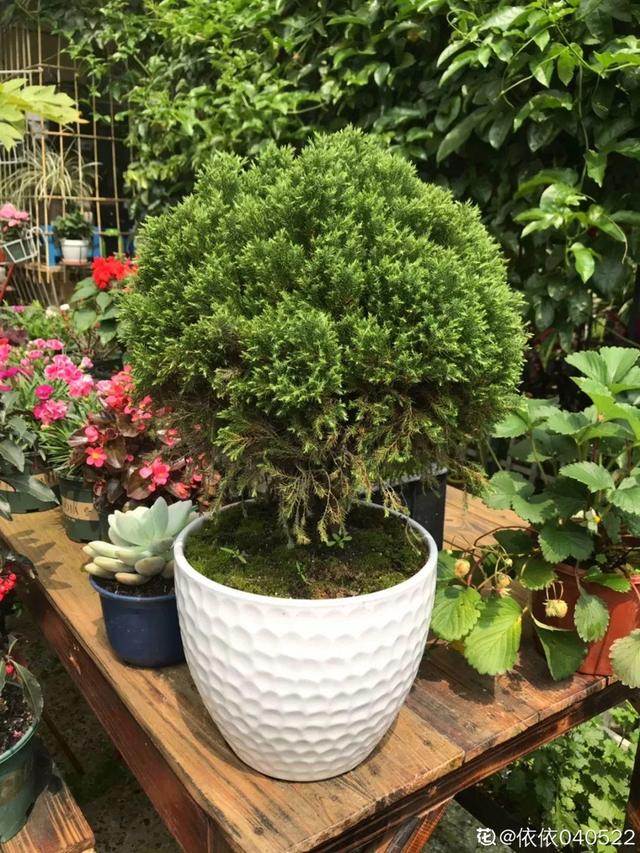 種花比滑手機有趣！夫妻將小菜園「改造成夢幻花圃」　撿回收化廢為寶「成人間仙境」：這老公哪裡找