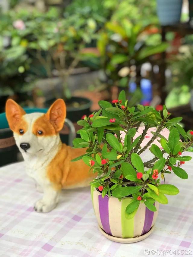 種花比滑手機有趣！夫妻將小菜園「改造成夢幻花圃」　撿回收化廢為寶「成人間仙境」：這老公哪裡找