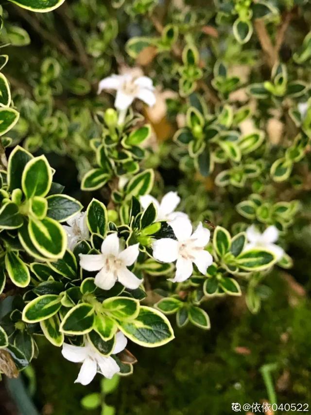 種花比滑手機有趣！夫妻將小菜園「改造成夢幻花圃」　撿回收化廢為寶「成人間仙境」：這老公哪裡找