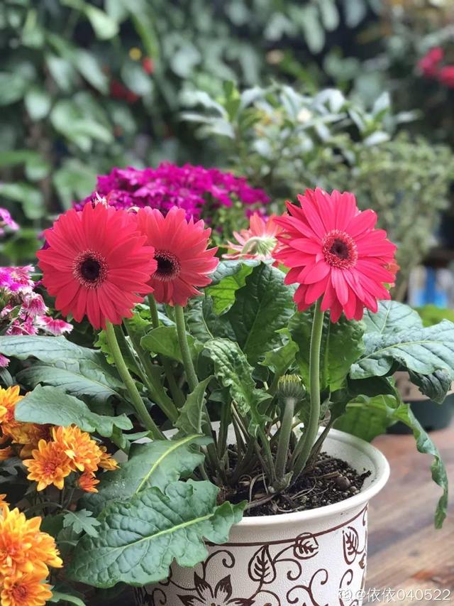 種花比滑手機有趣！夫妻將小菜園「改造成夢幻花圃」　撿回收化廢為寶「成人間仙境」：這老公哪裡找