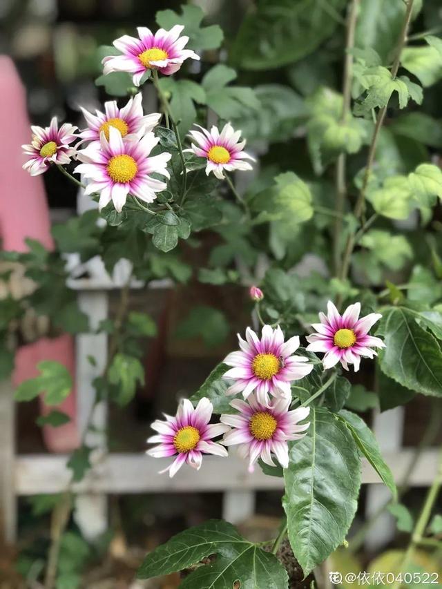 種花比滑手機有趣！夫妻將小菜園「改造成夢幻花圃」　撿回收化廢為寶「成人間仙境」：這老公哪裡找