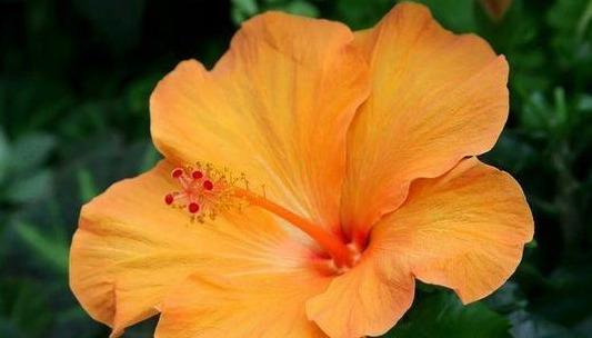 有錢不變壞!越老越寵老婆,越有錢越寵愛老婆的5大生肖男