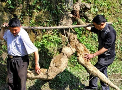 被人騙好大！農村大爺山裡「挖出75公斤巨型葛根」，1萬元賣給了藥商，5天後卻倒貼9萬