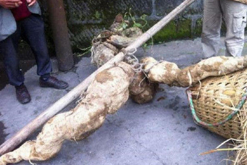 被人騙好大！農村大爺山裡「挖出75公斤巨型葛根」，1萬元賣給了藥商，5天後卻倒貼9萬