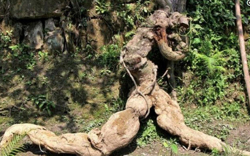 被人騙好大！農村大爺山裡「挖出75公斤巨型葛根」，1萬元賣給了藥商，5天後卻倒貼9萬