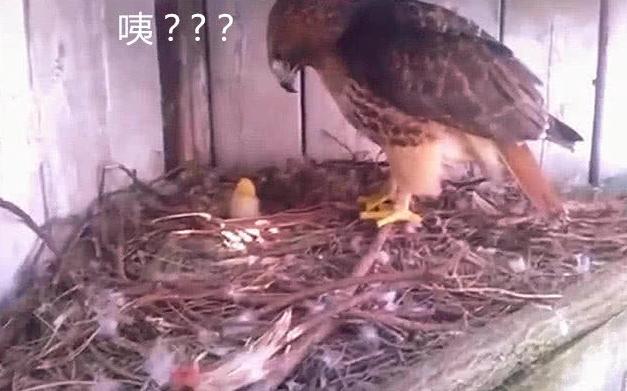 一世鷹名毀了！男子趁老鷹不注意「把鷹蛋換成雞蛋」   破殼而出後「老鷹當場懵了」：孩子你哪來的？