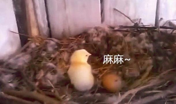 一世鷹名毀了！男子趁老鷹不注意「把鷹蛋換成雞蛋」   破殼而出後「老鷹當場懵了」：孩子你哪來的？