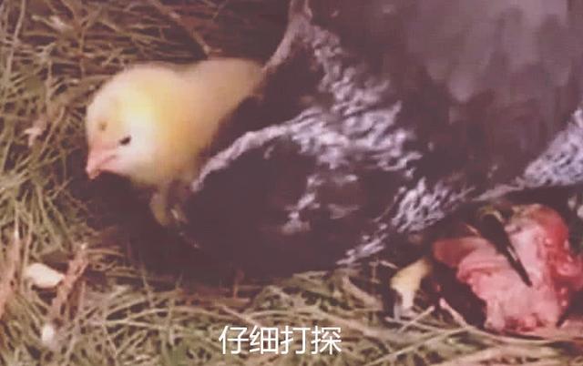 一世鷹名毀了！男子趁老鷹不注意「把鷹蛋換成雞蛋」   破殼而出後「老鷹當場懵了」：孩子你哪來的？