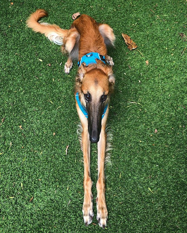 汪天生「超長馬臉」真的沒P圖！一起身曝「驚人腿長」：走路像走台步一樣
