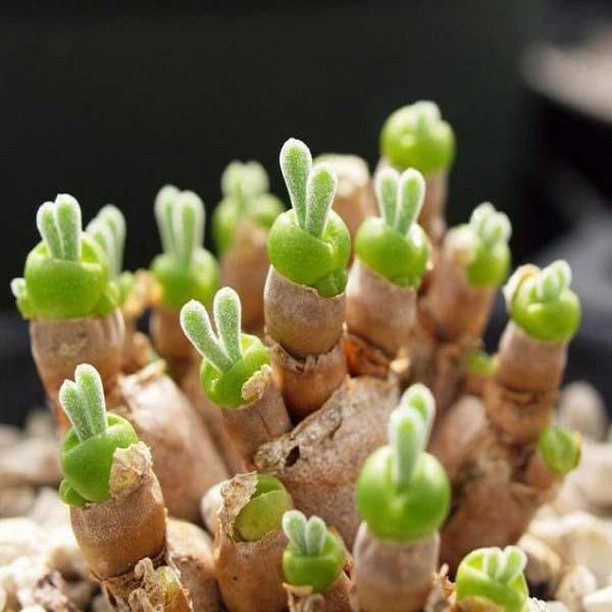最療癒多肉植物「整盆跳躍海豚」又Q又好養！不久後「驚喜長出小花朵」畫面網尖叫：辦公室必備