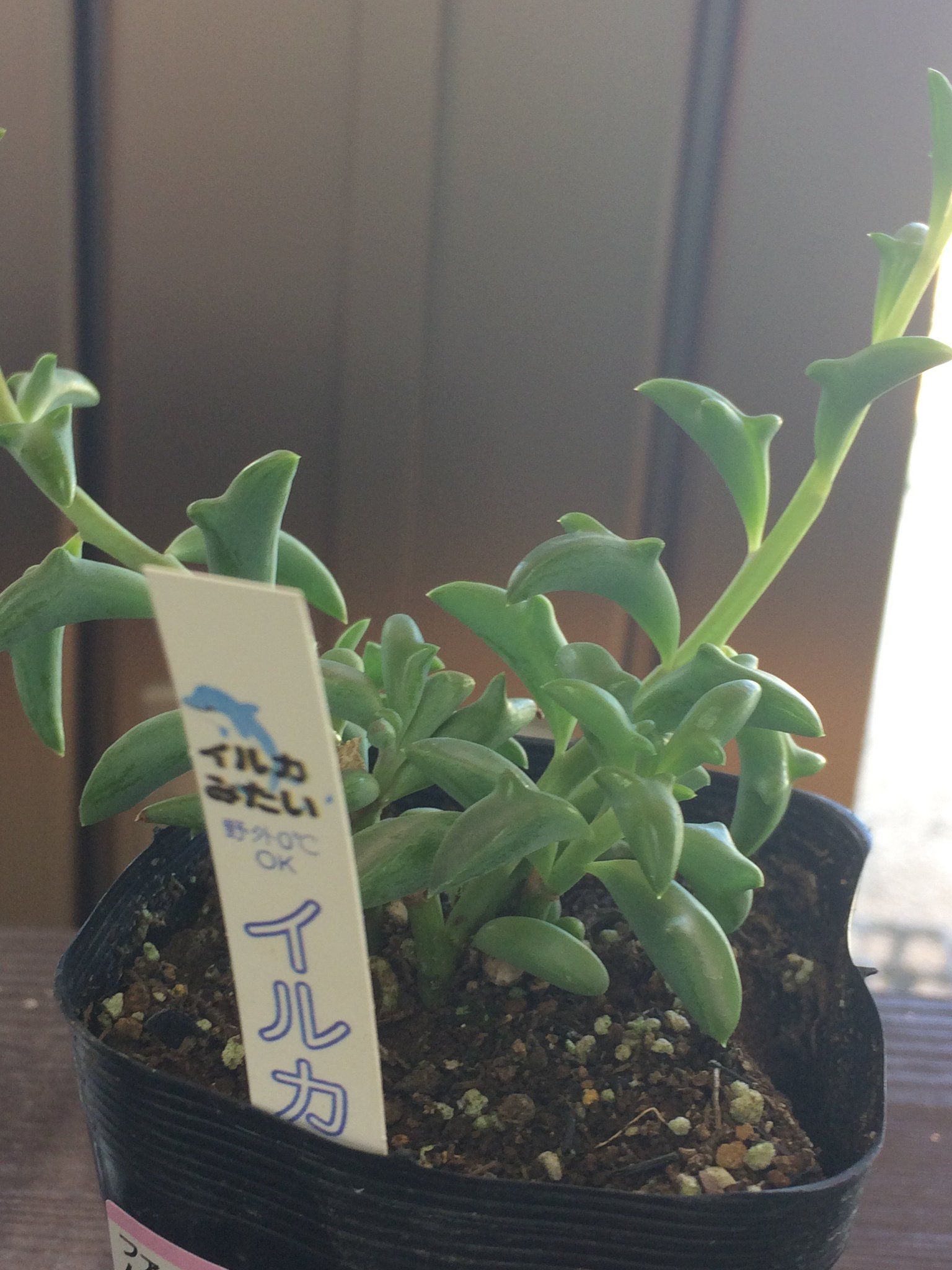 最療癒多肉植物「整盆跳躍海豚」又Q又好養！不久後「驚喜長出小花朵」畫面網尖叫：辦公室必備