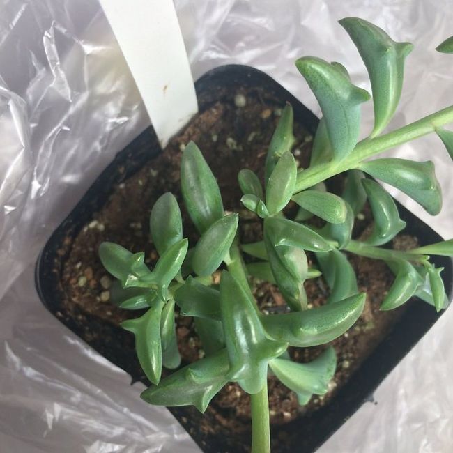 最療癒多肉植物「整盆跳躍海豚」又Q又好養！不久後「驚喜長出小花朵」畫面網尖叫：辦公室必備