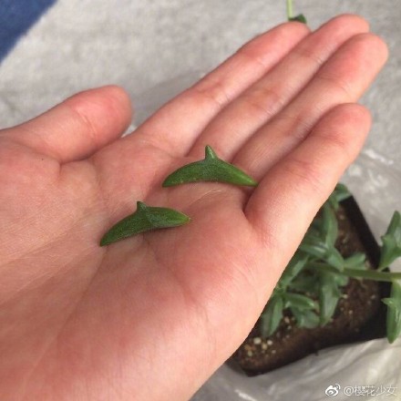 最療癒多肉植物「整盆跳躍海豚」又Q又好養！不久後「驚喜長出小花朵」畫面網尖叫：辦公室必備