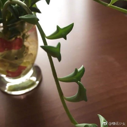 最療癒多肉植物「整盆跳躍海豚」又Q又好養！不久後「驚喜長出小花朵」畫面網尖叫：辦公室必備