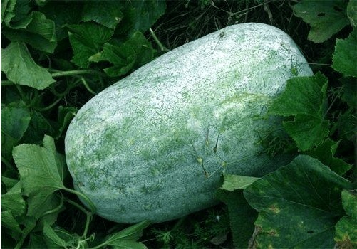 「痛風」一定要吃2種蔬菜!輕鬆「排出尿酸」很有感