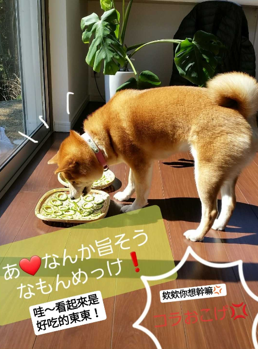 曬「苦瓜乾」被貪吃柴發現　牠開心試吃「下秒瞬間變臉」：是誰要害我！