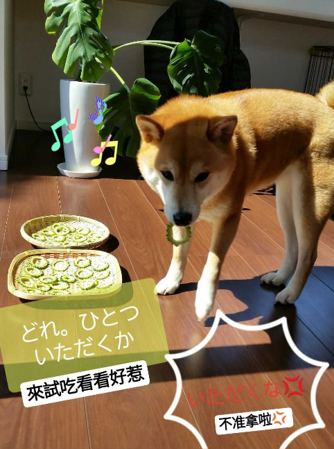 曬「苦瓜乾」被貪吃柴發現　牠開心試吃「下秒瞬間變臉」：是誰要害我！